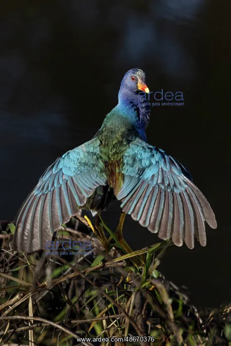 : American purple gallinule drying wings : American purple gallinule drying wings