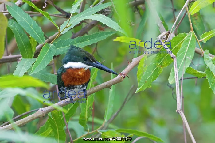 : American Pygmy Kingfisher : American Pygmy Kingfisher