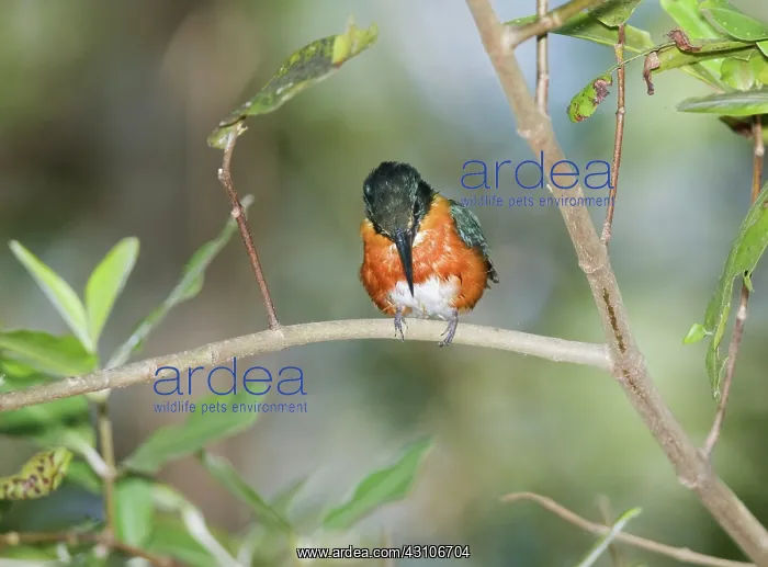 : American pygmy kingfisher : American pygmy kingfisher