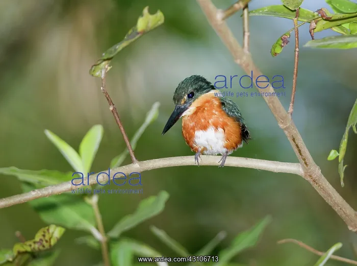 : American pygmy kingfisher : American pygmy kingfisher