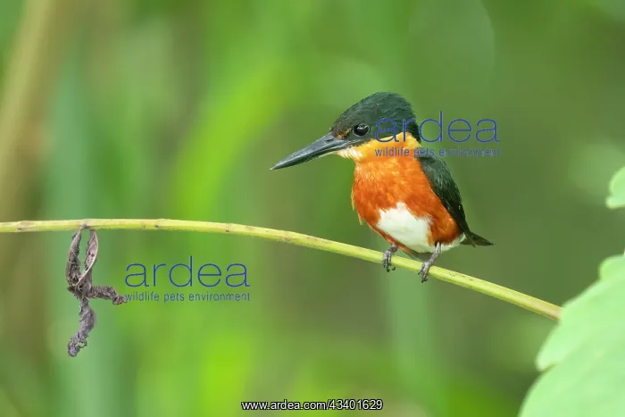 : American Pygmy Kingfisher hunting along Costa Rican river : American Pygmy Kingfisher hunting along Costa Rican river
