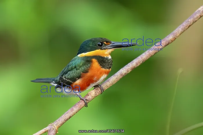 : American Pygmy Kingfisher hunting along Costa Rican river : American Pygmy Kingfisher hunting along Costa Rican river