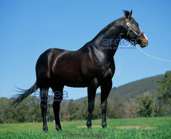 : American Quarter Horse in Australia : American Quarter Horse in Australia