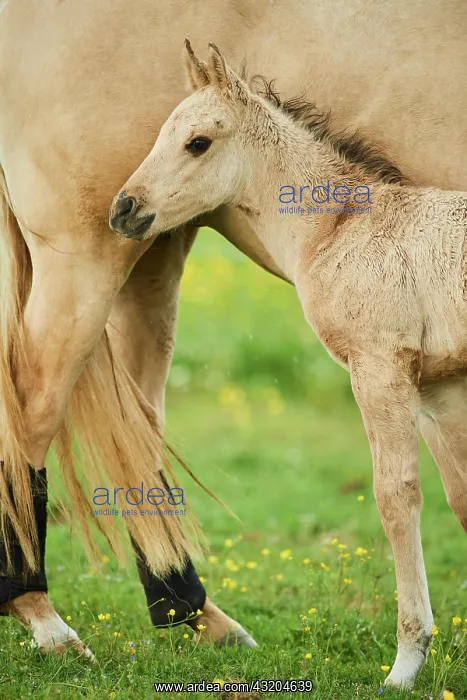 : American Quarter Horse foal on a meadow, Bavaria : American Quarter Horse foal on a meadow, Bavaria