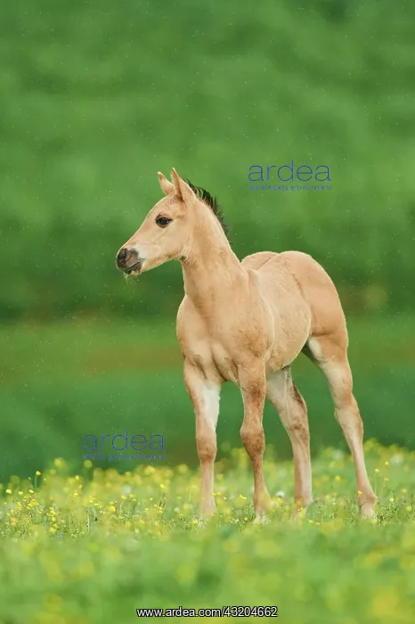 : American Quarter Horse foal on a meadow, Bavaria : American Quarter Horse foal on a meadow, Bavaria