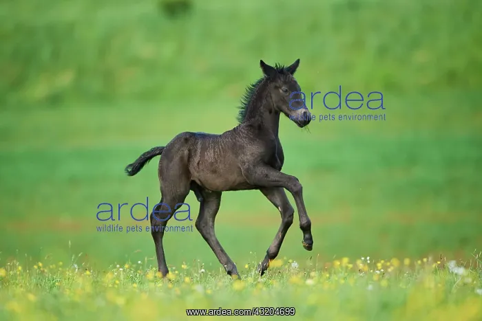 : American Quarter Horse foal on a meadow, Bavaria : American Quarter Horse foal on a meadow, Bavaria