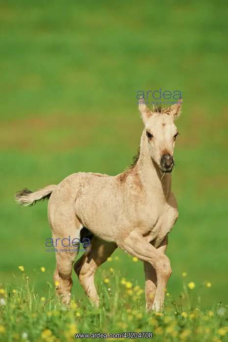  : American Quarter Horse foal on a meadow, Bavaria