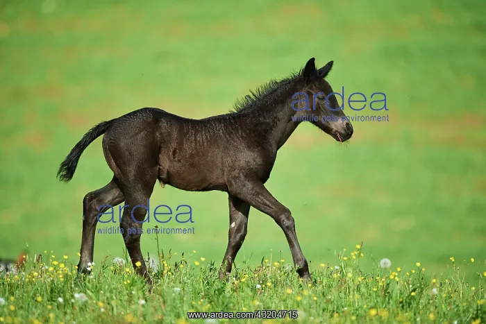 : American Quarter Horse foal on a meadow, Bavaria : American Quarter Horse foal on a meadow, Bavaria