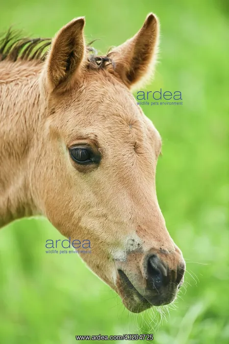 : American Quarter Horse foal, portrait, Bavaria : American Quarter Horse foal, portrait, Bavaria