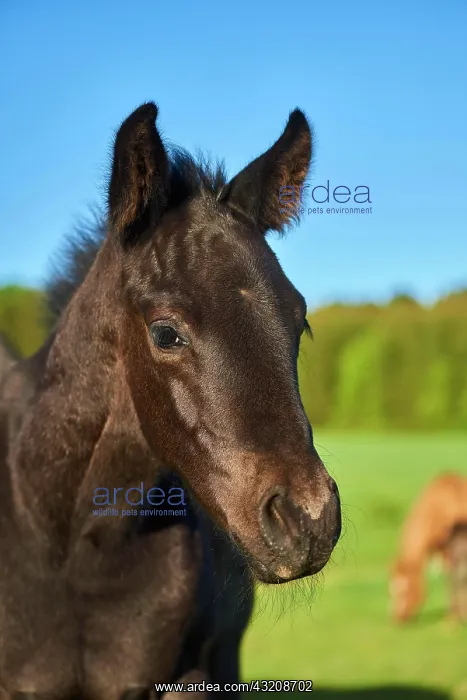 : American Quarter Horse foal, portrait, Bavaria : American Quarter Horse foal, portrait, Bavaria