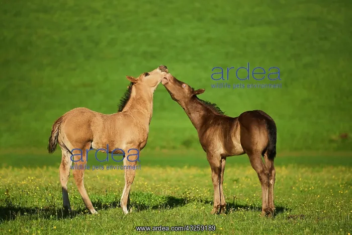 : American Quarter Horse foals on a meadow, Bavaria : American Quarter Horse foals on a meadow, Bavaria