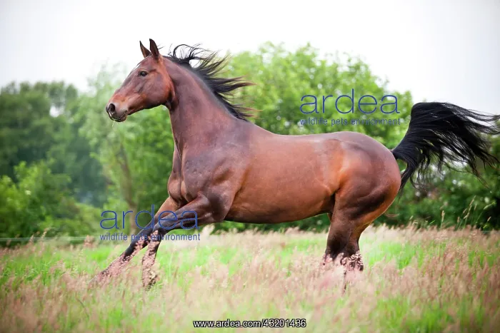 : American Quarter Horse, gelding, Bay, gallopping : American Quarter Horse, gelding, Bay, gallopping