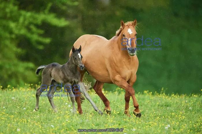 : American Quarter Horse mare with her foal, Bavaria : American Quarter Horse mare with her foal, Bavaria