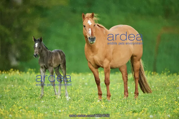 : American Quarter Horse mare with her foal, Bavaria : American Quarter Horse mare with her foal, Bavaria