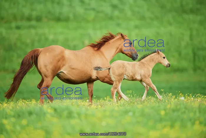 : American Quarter Horse mare with her foal, Bavaria : American Quarter Horse mare with her foal, Bavaria