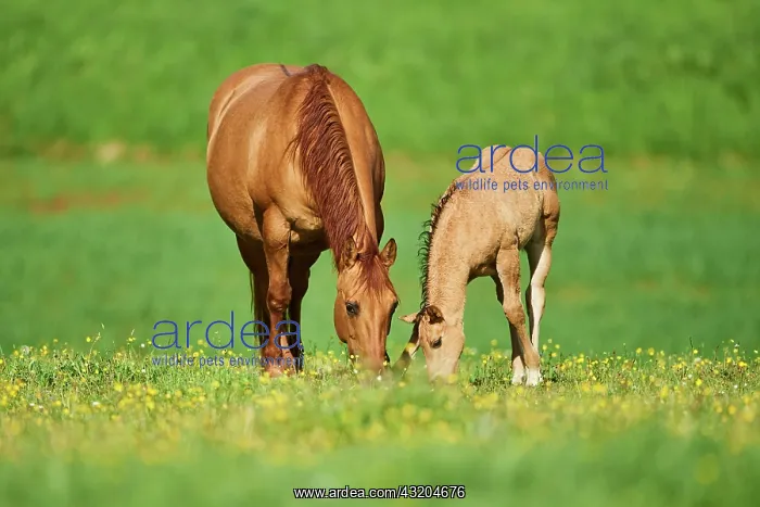 : American Quarter Horse mare with her foal, Bavaria : American Quarter Horse mare with her foal, Bavaria