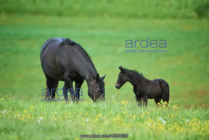 : American Quarter Horse mare with her foal, Bavaria : American Quarter Horse mare with her foal, Bavaria