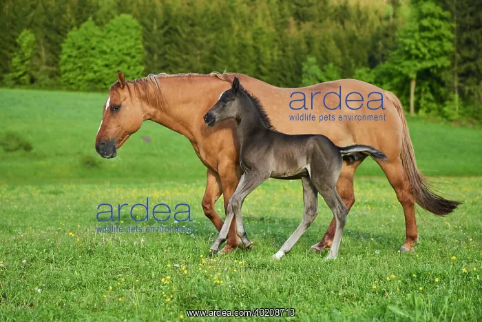  : American Quarter Horse mare with her foal, Bavaria