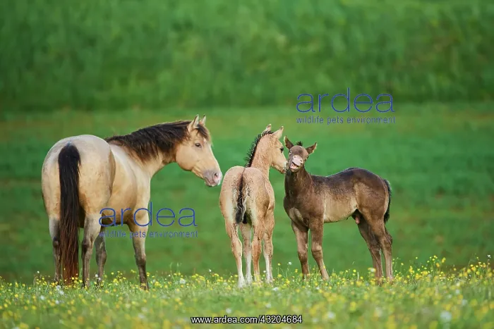 : American Quarter Horse mare with foals, Bavaria : American Quarter Horse mare with foals, Bavaria