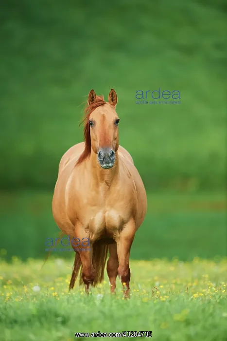 : American Quarter Horse on a meadow, Bavaria, Germany : American Quarter Horse on a meadow, Bavaria, Germany
