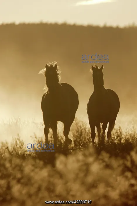  : American Quarter  /  Paint Horses - running
