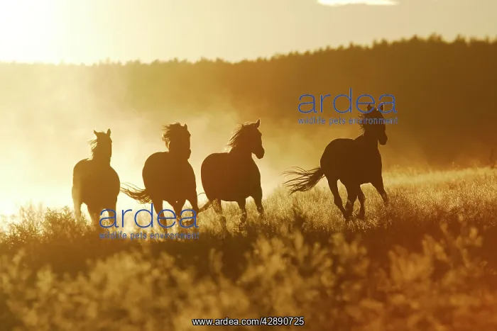  : American Quarter  /  Paint Horses - running
