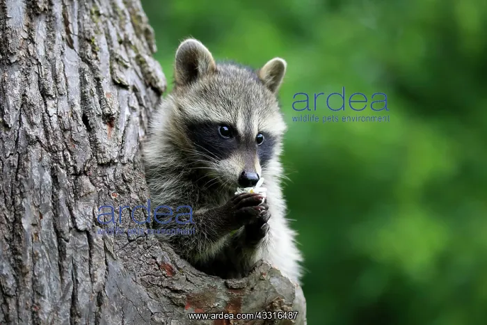 : American Raccoon (Procyon lotor), young animal looks : American Raccoon (Procyon lotor), young animal looks