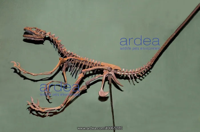 : American Raptor : American Raptor