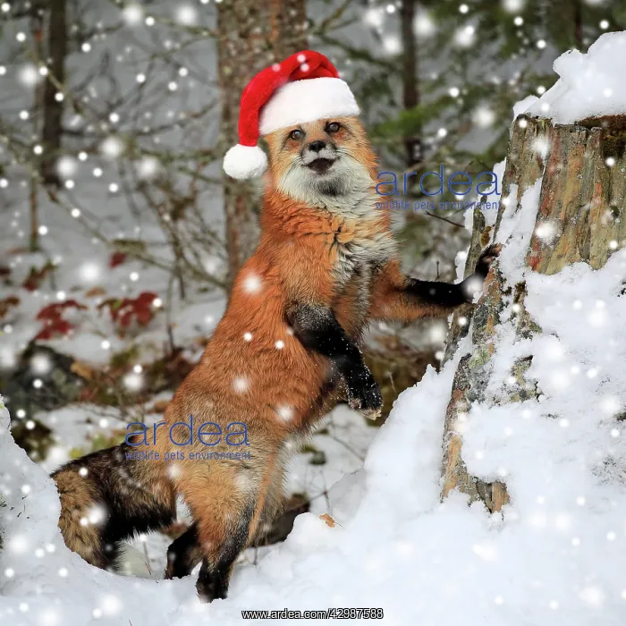 : American red fox, (Vulpes fulva), adult, in winter : American red fox, (Vulpes fulva), adult, in winter