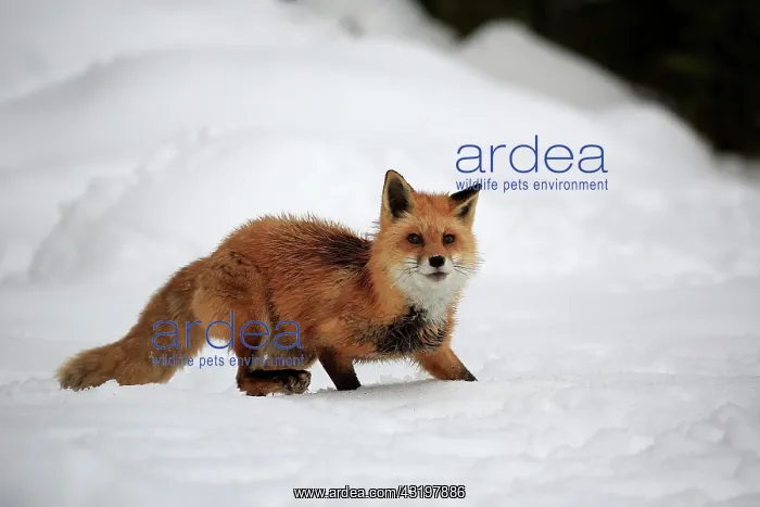 : American red fox, (Vulpes fulva), adult, in winter : American red fox, (Vulpes fulva), adult, in winter