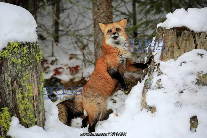 : American red fox, (Vulpes fulva), adult, in winter : American red fox, (Vulpes fulva), adult, in winter
