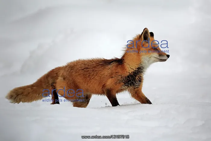 : American red fox, (Vulpes fulva), adult, in winter : American red fox, (Vulpes fulva), adult, in winter