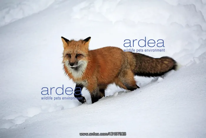 : American red fox, (Vulpes fulva), adult, in winter : American red fox, (Vulpes fulva), adult, in winter