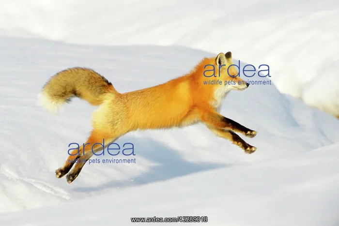 : American Red Fox (Vulpes vulpes fulva) adult : American Red Fox (Vulpes vulpes fulva) adult