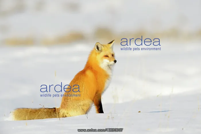: American Red Fox (Vulpes vulpes fulva) adult, s : American Red Fox (Vulpes vulpes fulva) adult, s