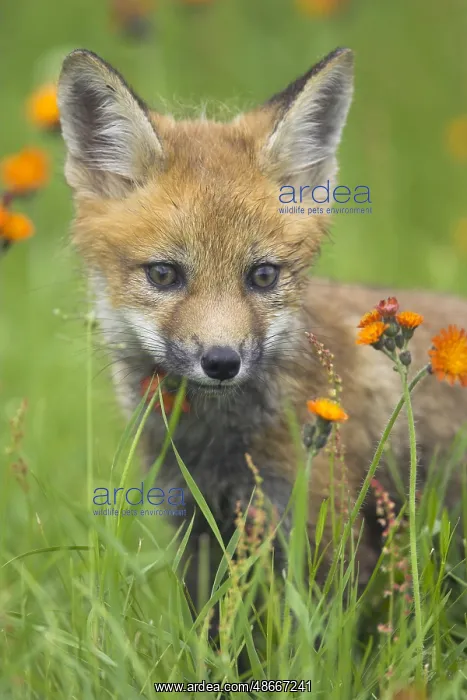 : American red fox (Vulpes vulpes fulva), juvenile : American red fox (Vulpes vulpes fulva), juvenile
