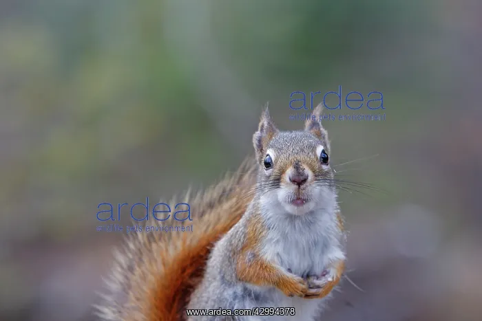 : American Red Squirrel : American Red Squirrel