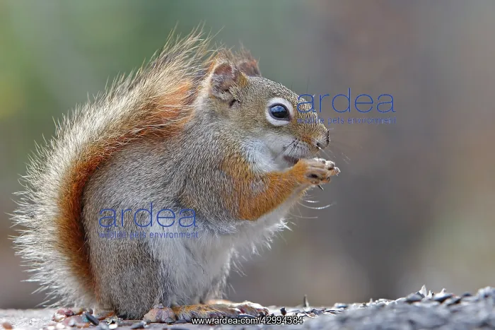 : American Red Squirrel : American Red Squirrel