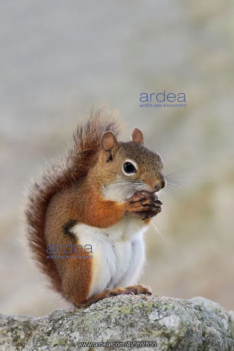 : American Red Squirrel - eating a nut : American Red Squirrel - eating a nut