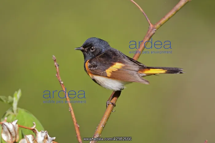 : American Redstart : American Redstart