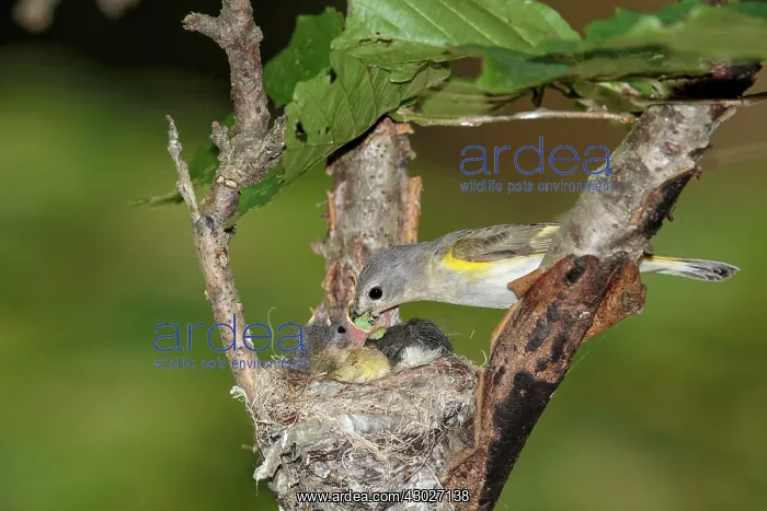 : American Redstart : American Redstart