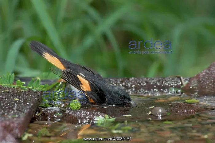 : American Redstart : American Redstart