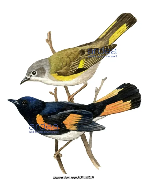 : American Redstart : American Redstart