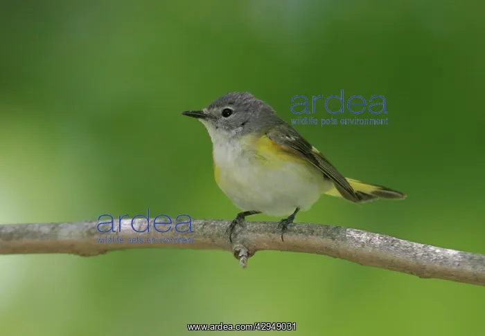 : American Redstart - female : American Redstart - female