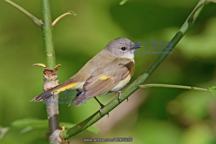  : American Redstart - female