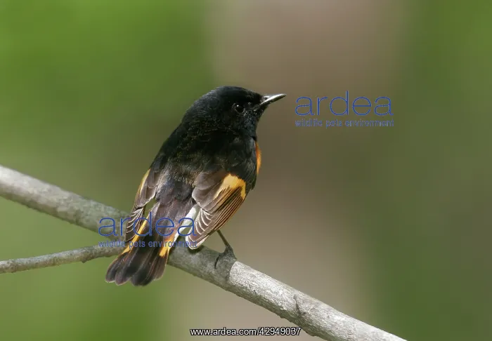 : American Redstart - male : American Redstart - male