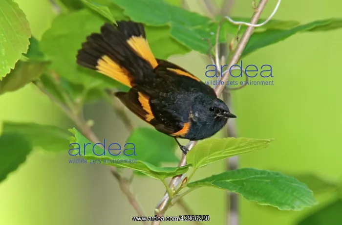 : American Redstart - male : American Redstart - male