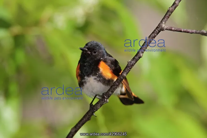 : American Redstart - male : American Redstart - male