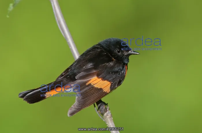 : American Redstart - male : American Redstart - male