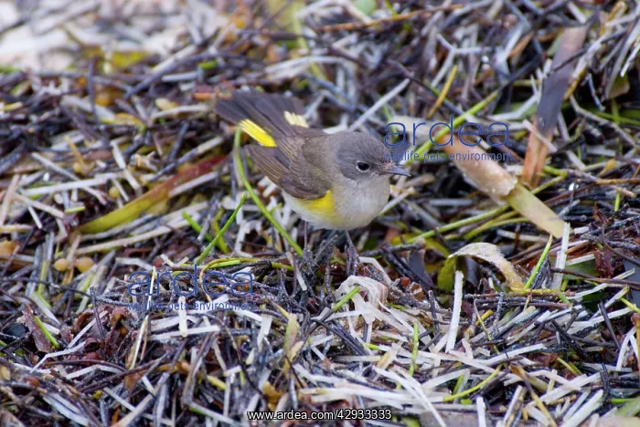  : American Redstart male in first spring plumage
